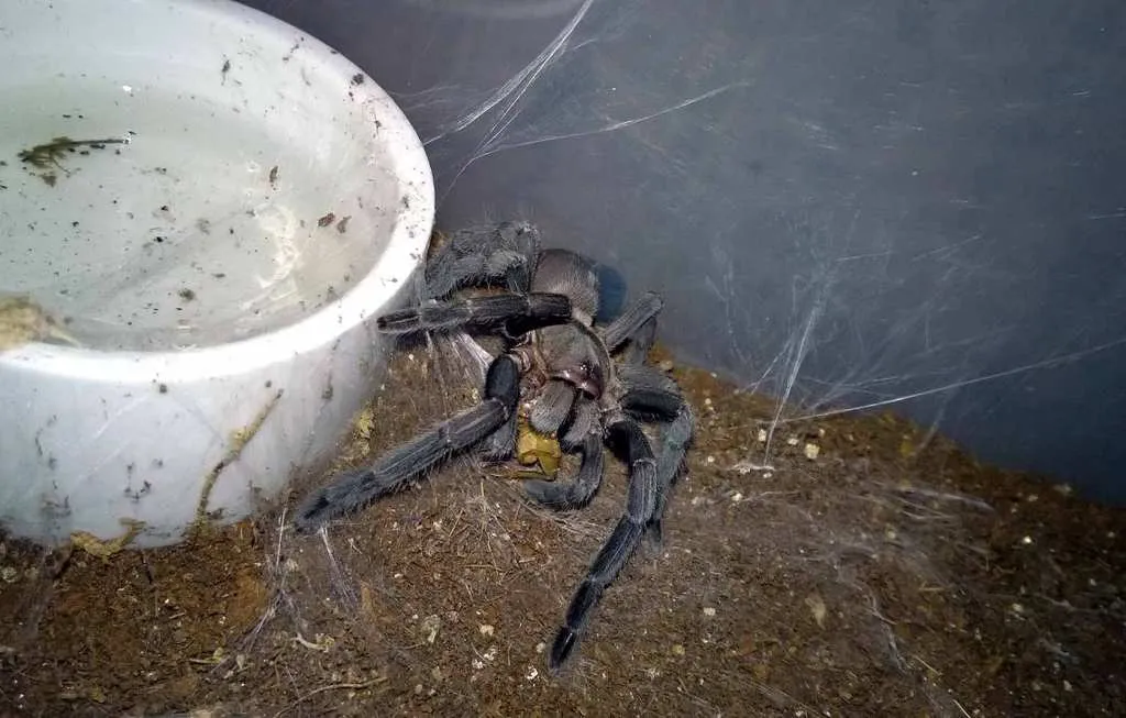 /img/20027-tarantula-feeding-tips.webp