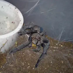 /img/20027-tarantula-feeding-tips.webp