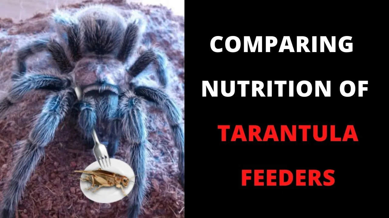 20027 tarantula molting process