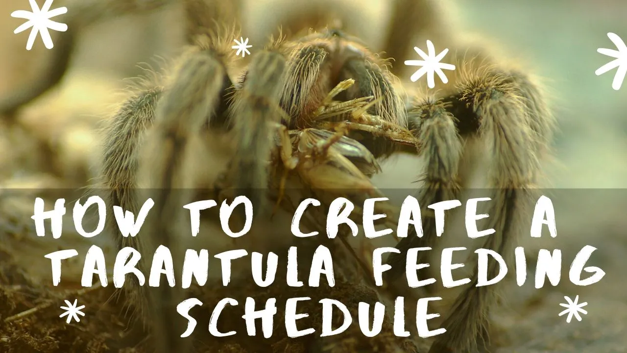 20027 tarantula size feeding guide