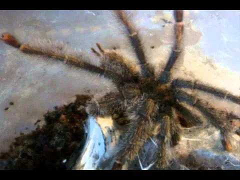 20027 tarantula underfeeding