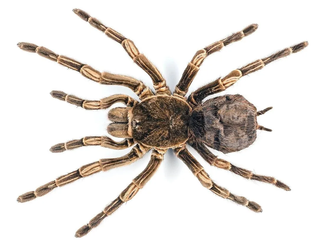 20028 orange tarantula spider color variations