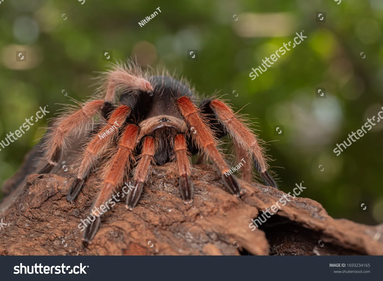 /img/20028-orange-tarantula-spider-enclosure.webp