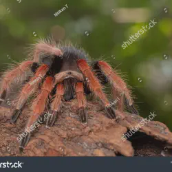 /img/20028-orange-tarantula-spider-enclosure.webp