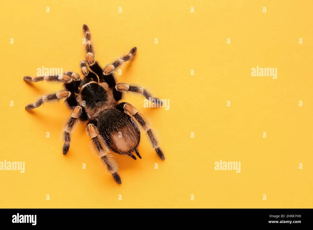 20028 orange tarantula spider feeding