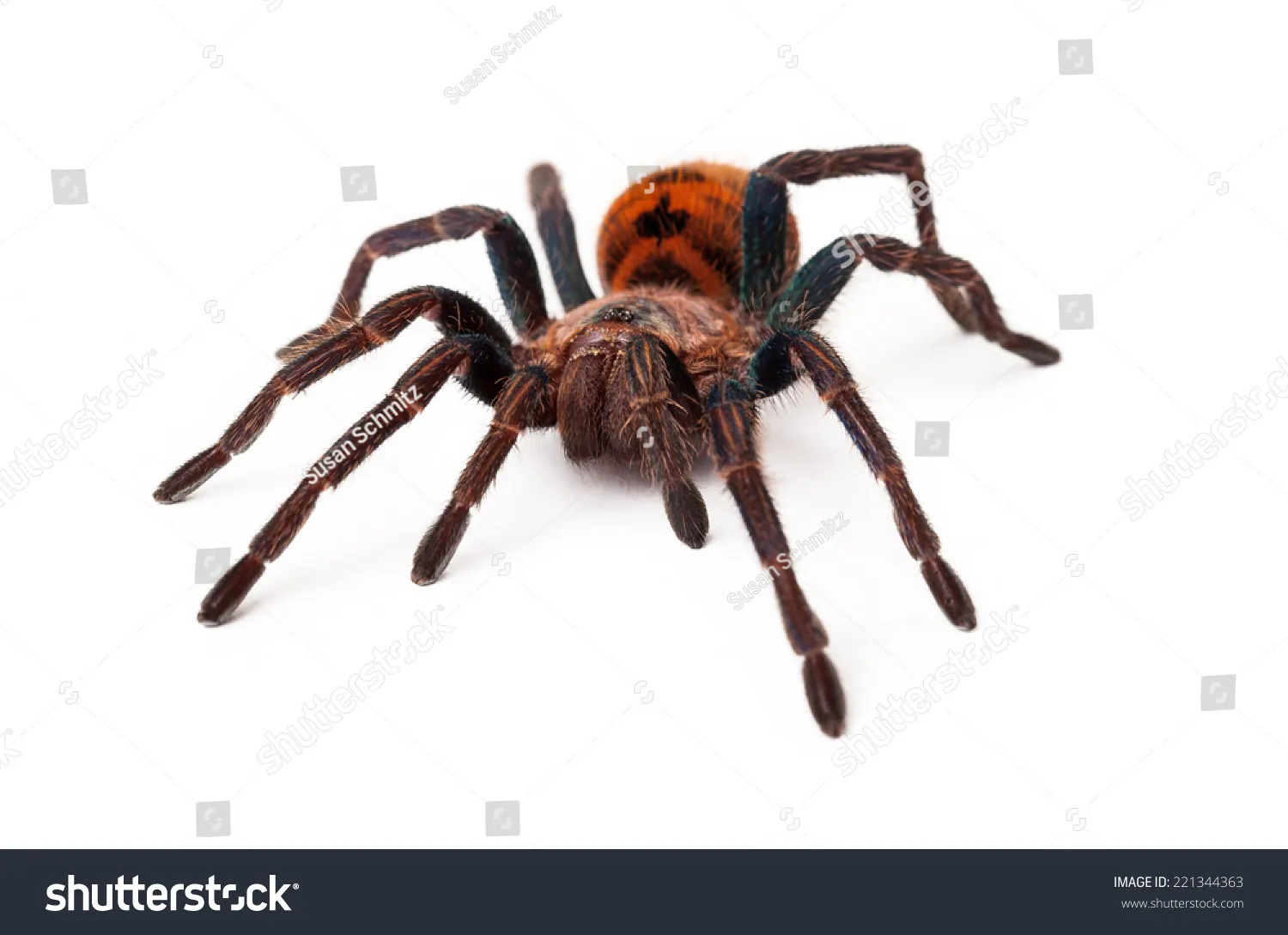 20028 orange tarantula spider molting