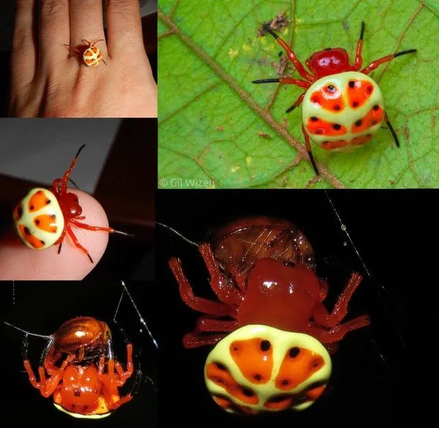 20028 orange tarantula spider overview