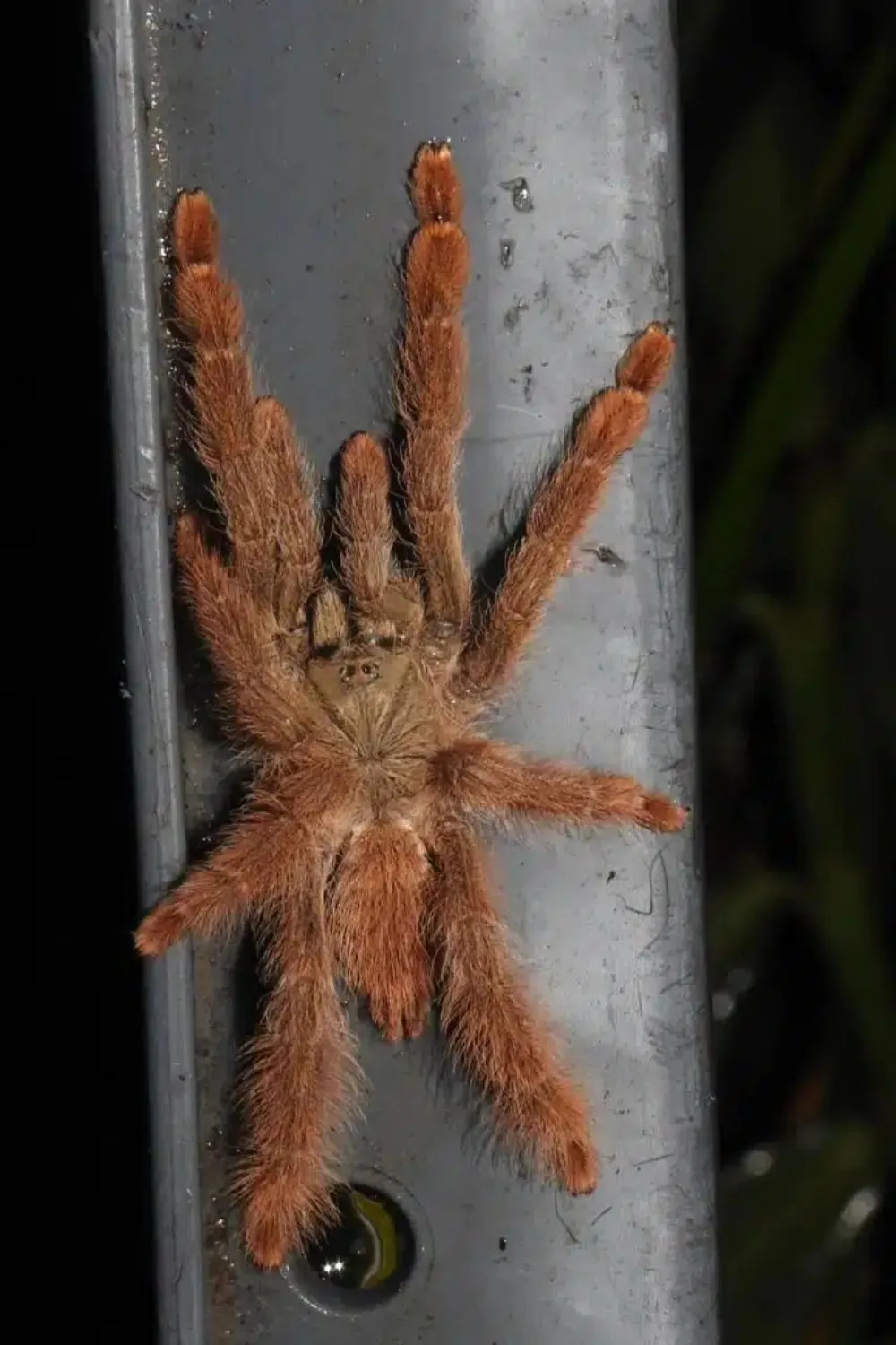 20028 orange tarantula spider size