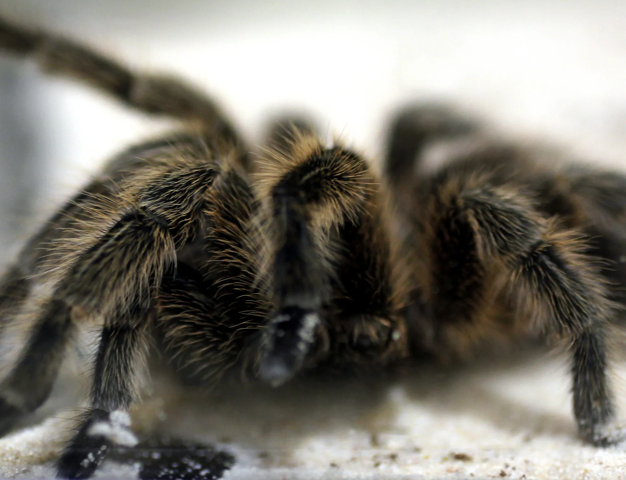 20029 tarantula close up