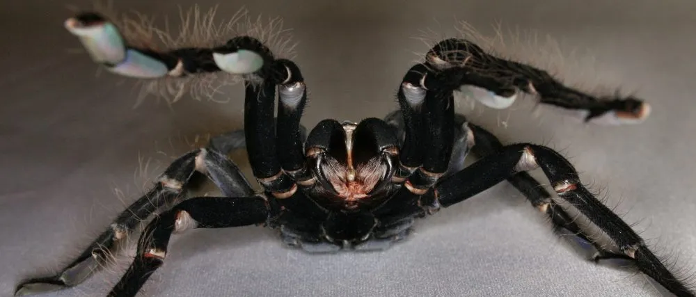 20030 tarantula morphology