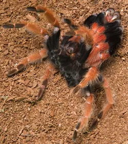 20031 tarantula molting