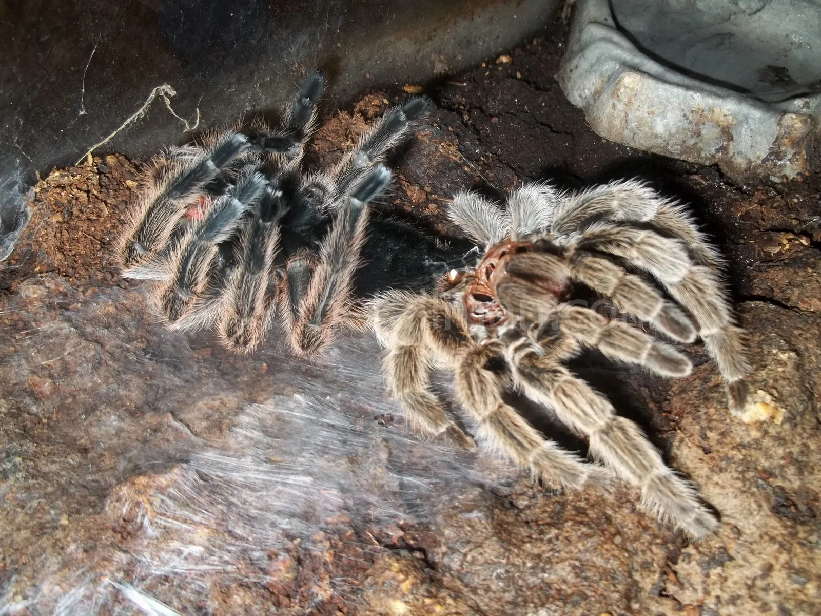 20031 tarantula prey