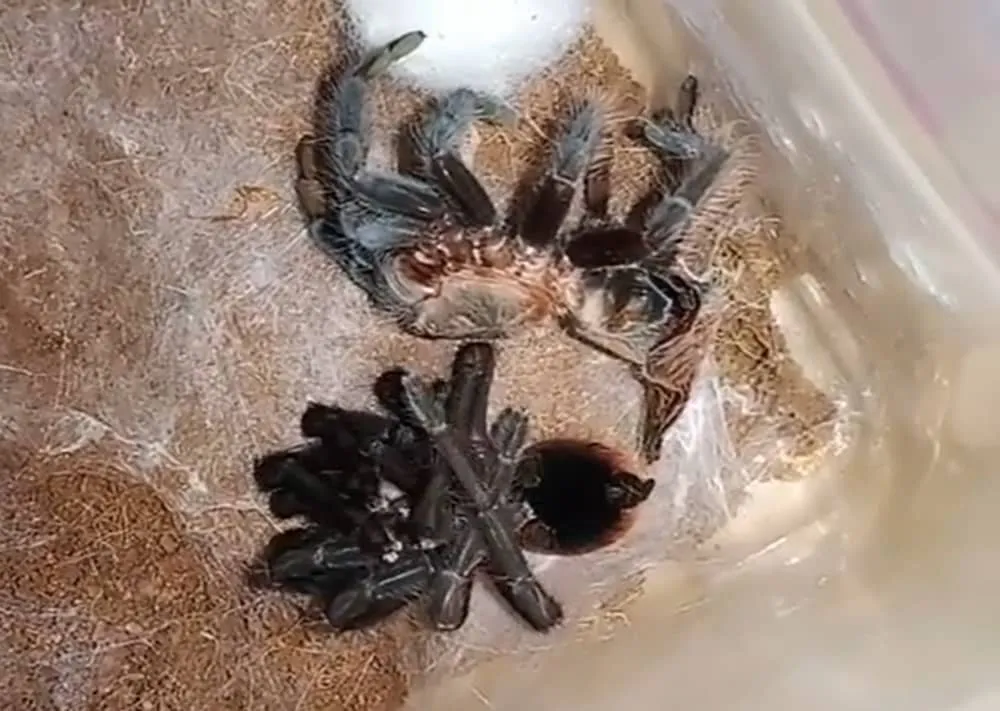 20031 tarantula stress