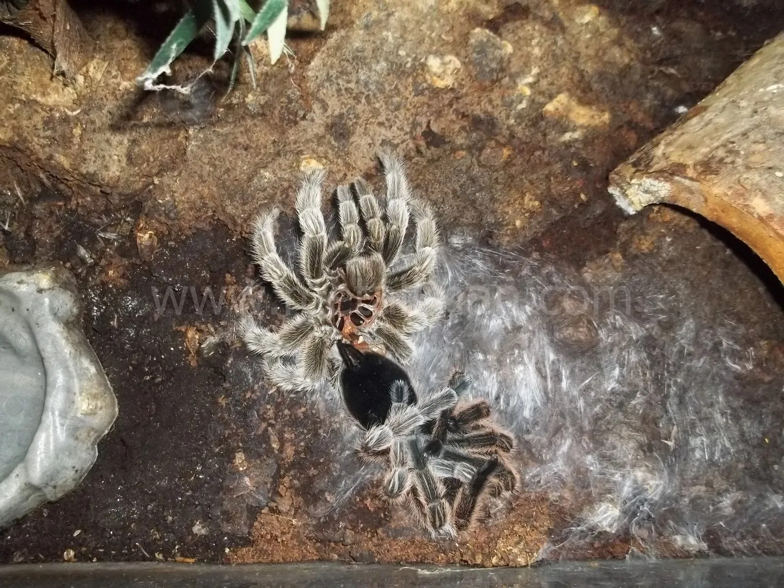 20031 tarantula water