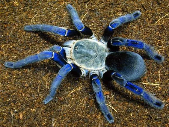 20035 cobalt blue tarantula appearance