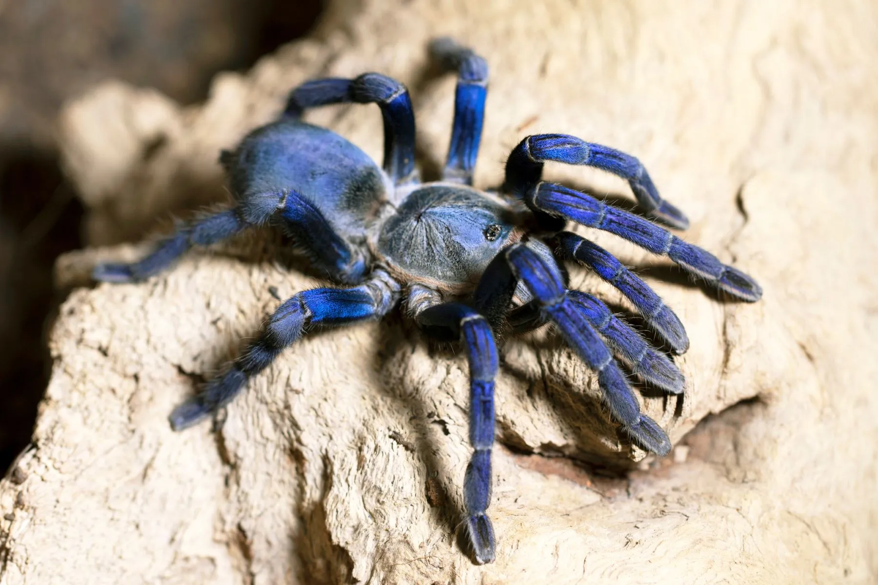 /img/20035-cobalt-blue-tarantula-handling.webp