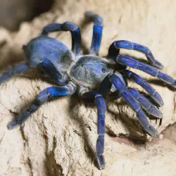 /img/20035-cobalt-blue-tarantula-handling.webp