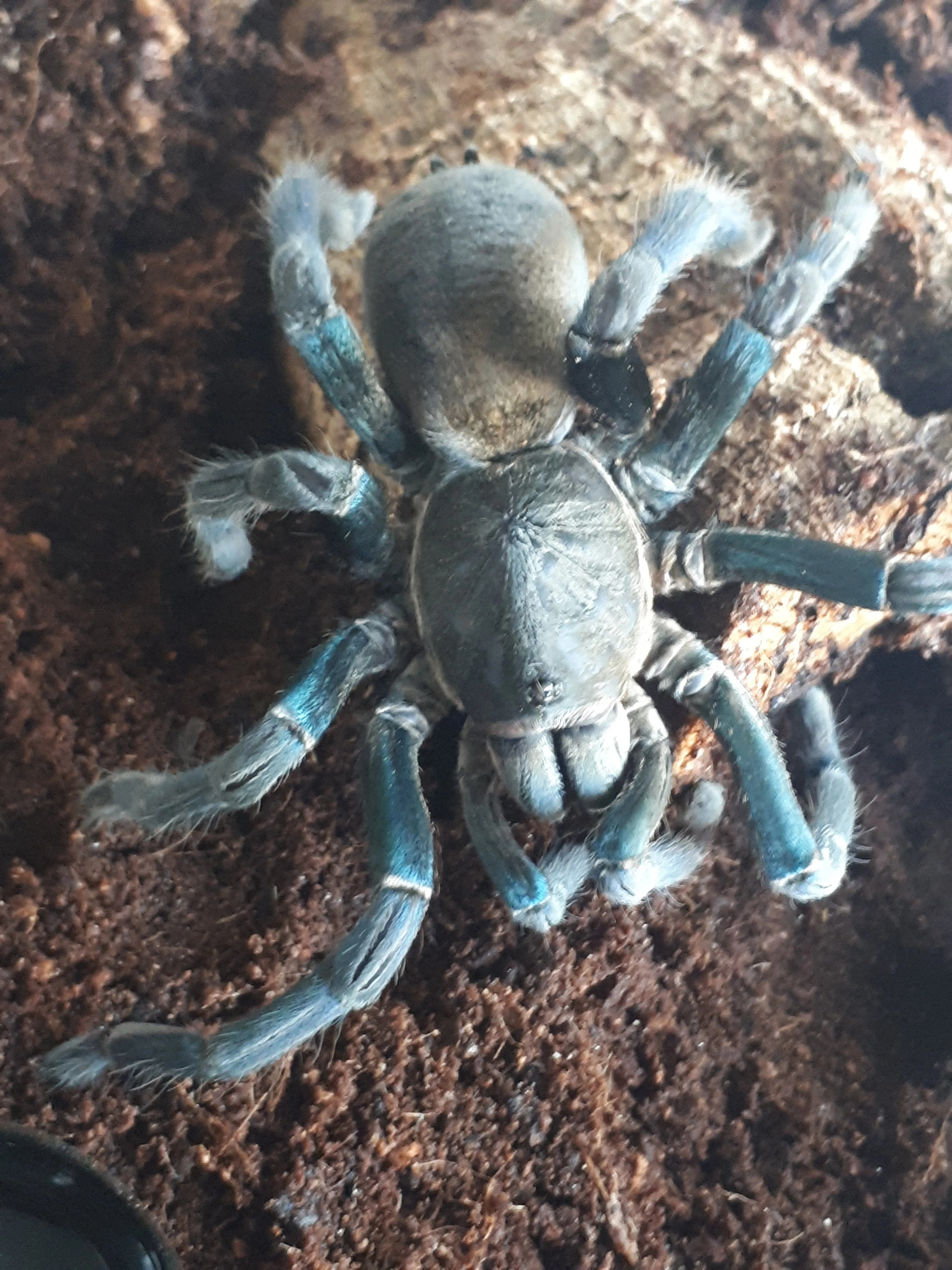 20035 cobalt blue tarantula molting