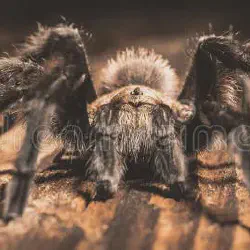 /img/20038-oklahoma-brown-tarantula-breeding.webp