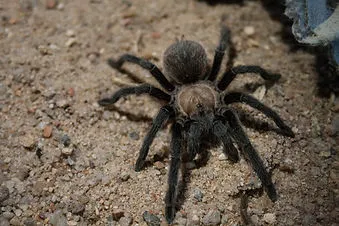 20038 oklahoma brown tarantula close up