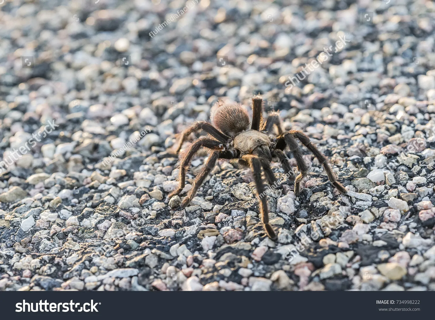 20038 oklahoma brown tarantula feeding