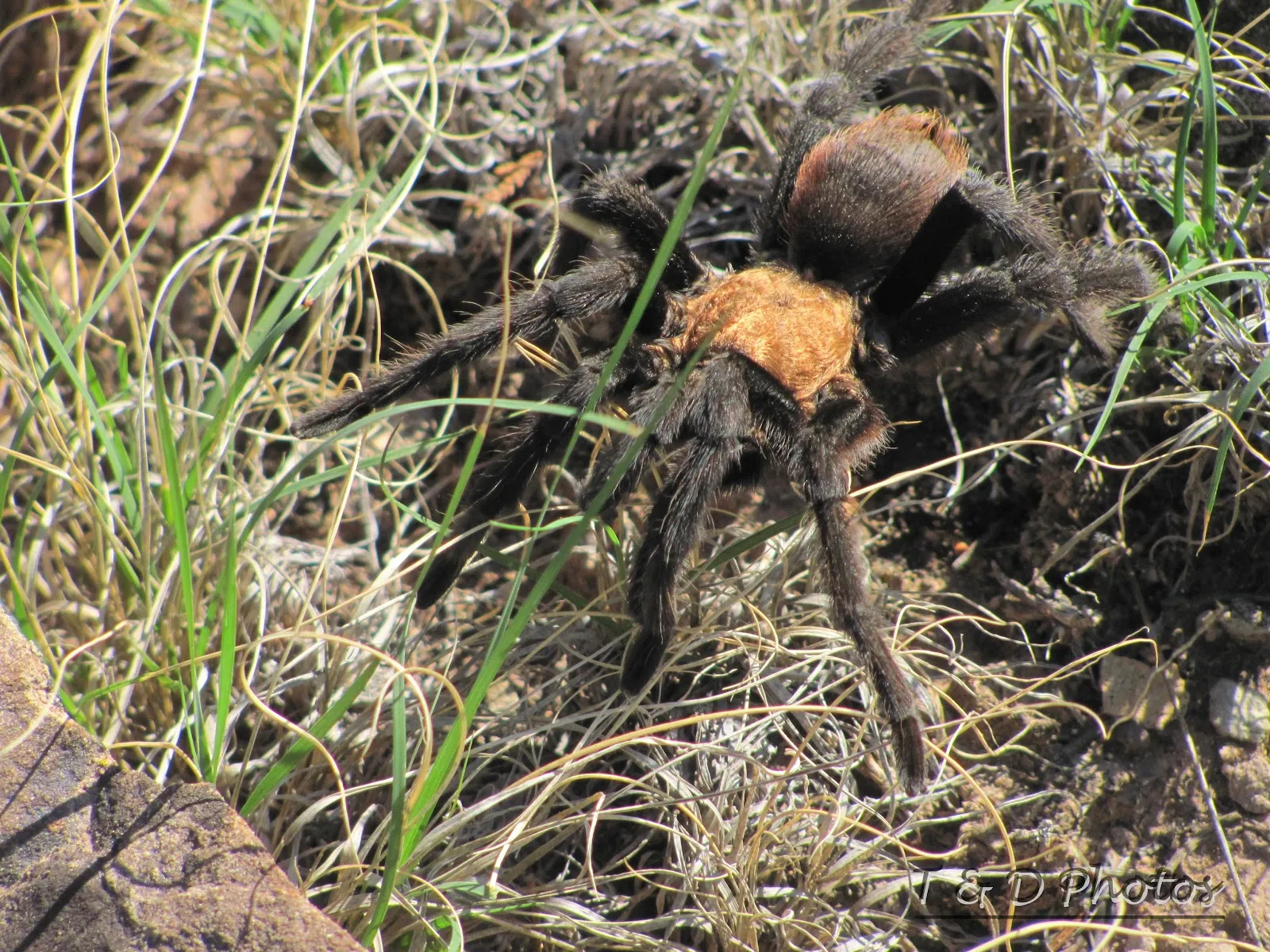 20038 oklahoma brown tarantula handling