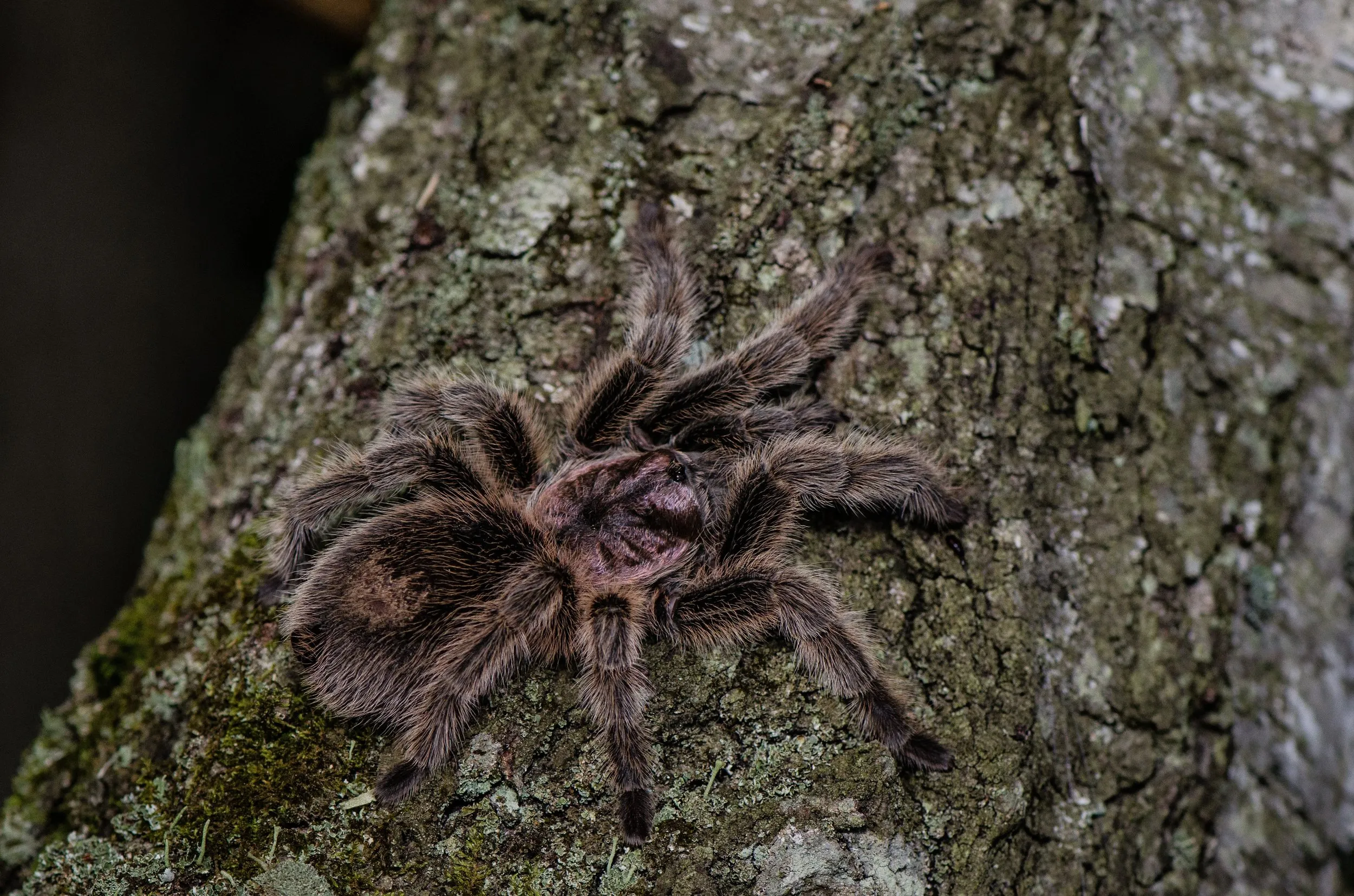 /img/20039-happy-tarantula.webp