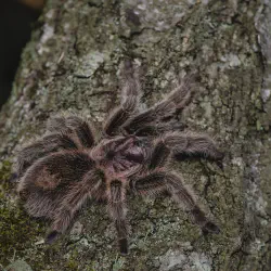/img/20039-happy-tarantula.webp