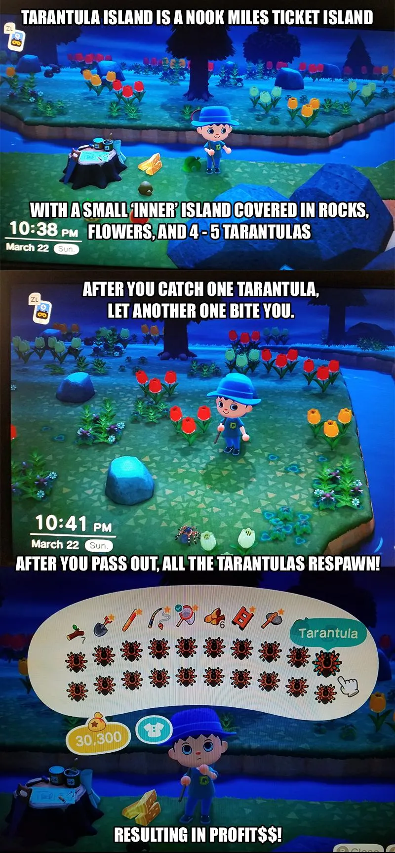 20041 animal crossing tarantula island spider behavior