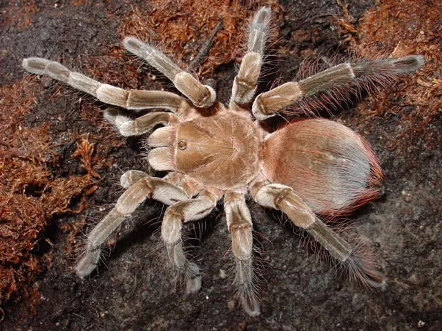 20044 tarantula handling