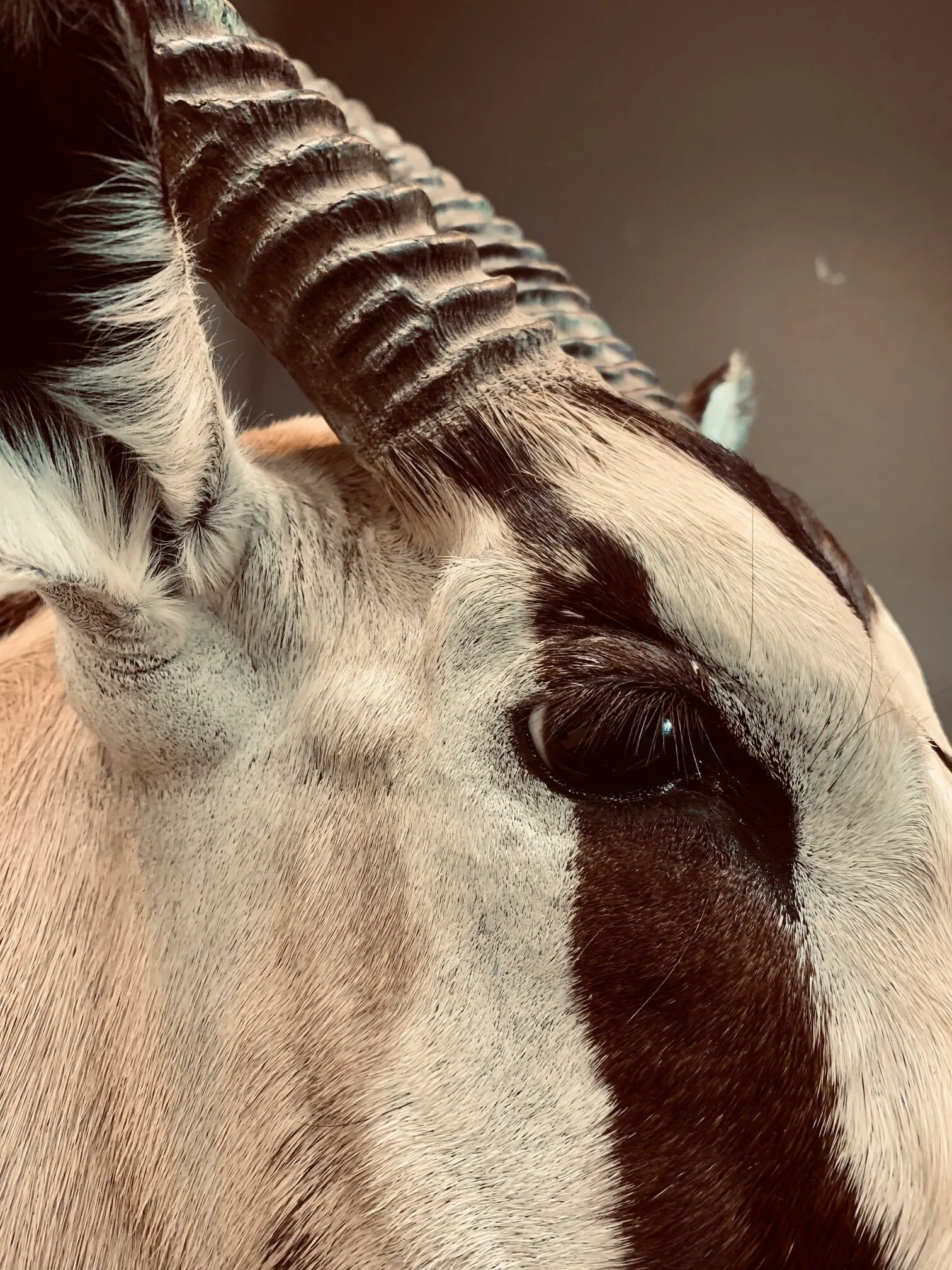20045 tarantula cleaning