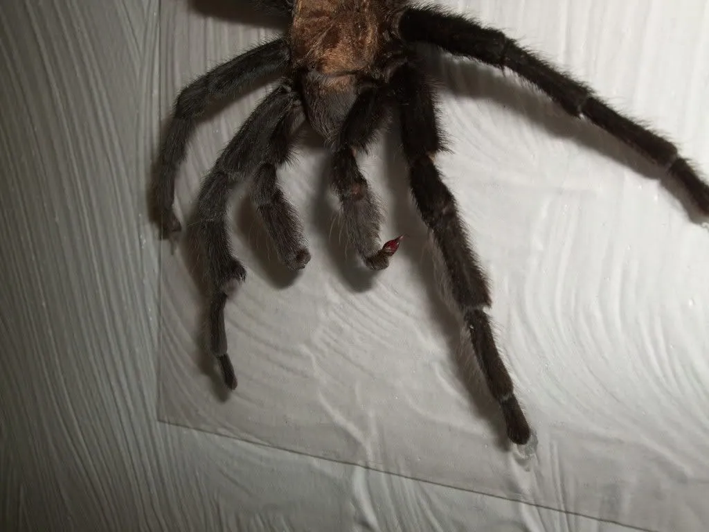 20045 tarantula display