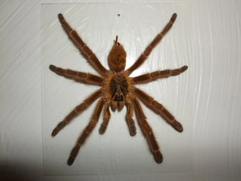 20045 tarantula mounting