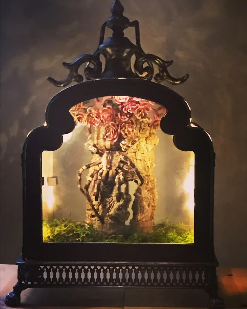 20045 tarantula preservation