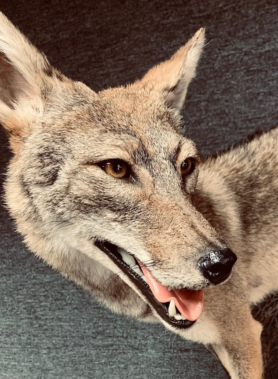 20045 tarantula taxidermy overview