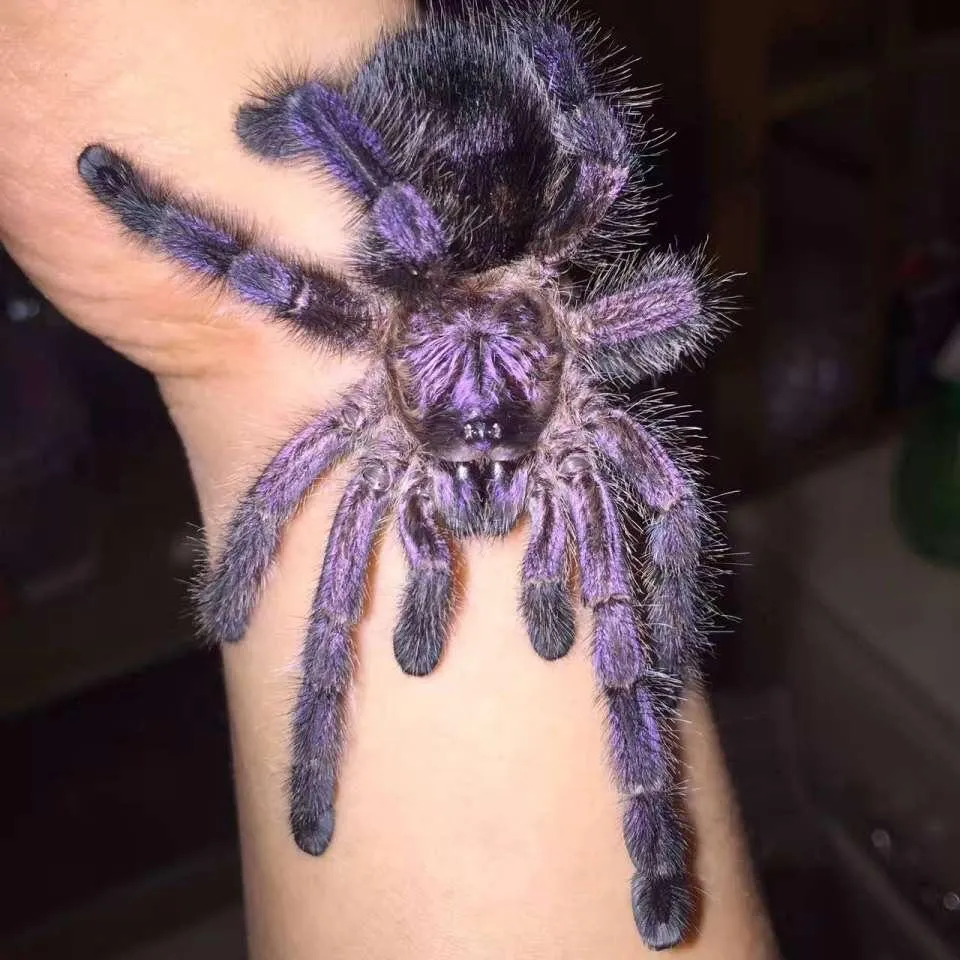 20046 avicularia purpurea tarantula coloration