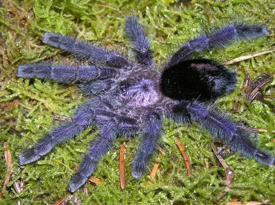 20046 avicularia purpurea tarantula feeding