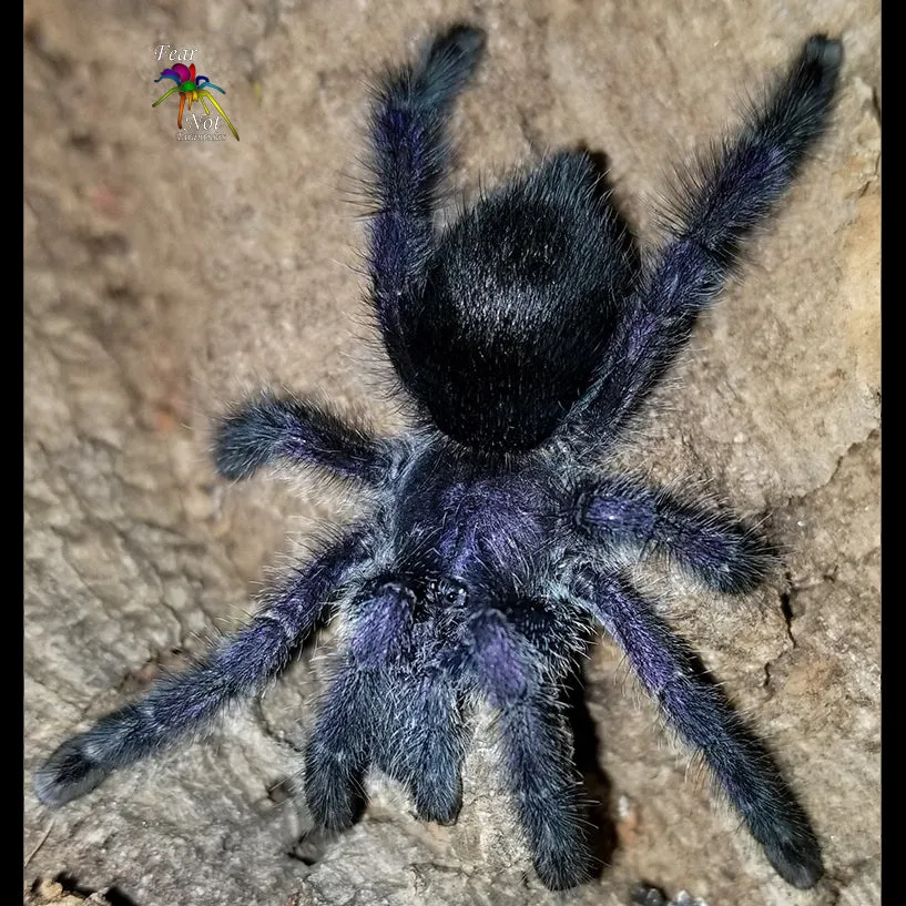 20046 avicularia purpurea tarantula molting
