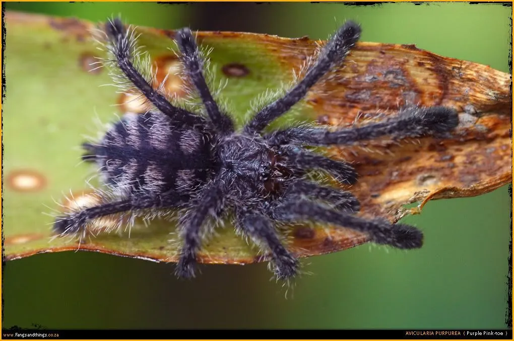 20046 avicularia purpurea tarantula overview
