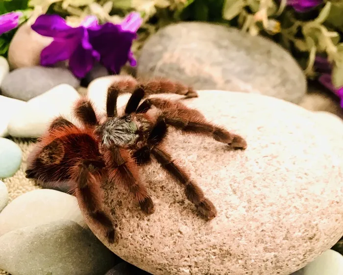 20049 pink toe tarantula molting