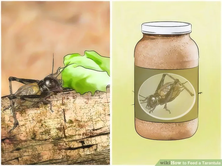 20050 small tarantula eating