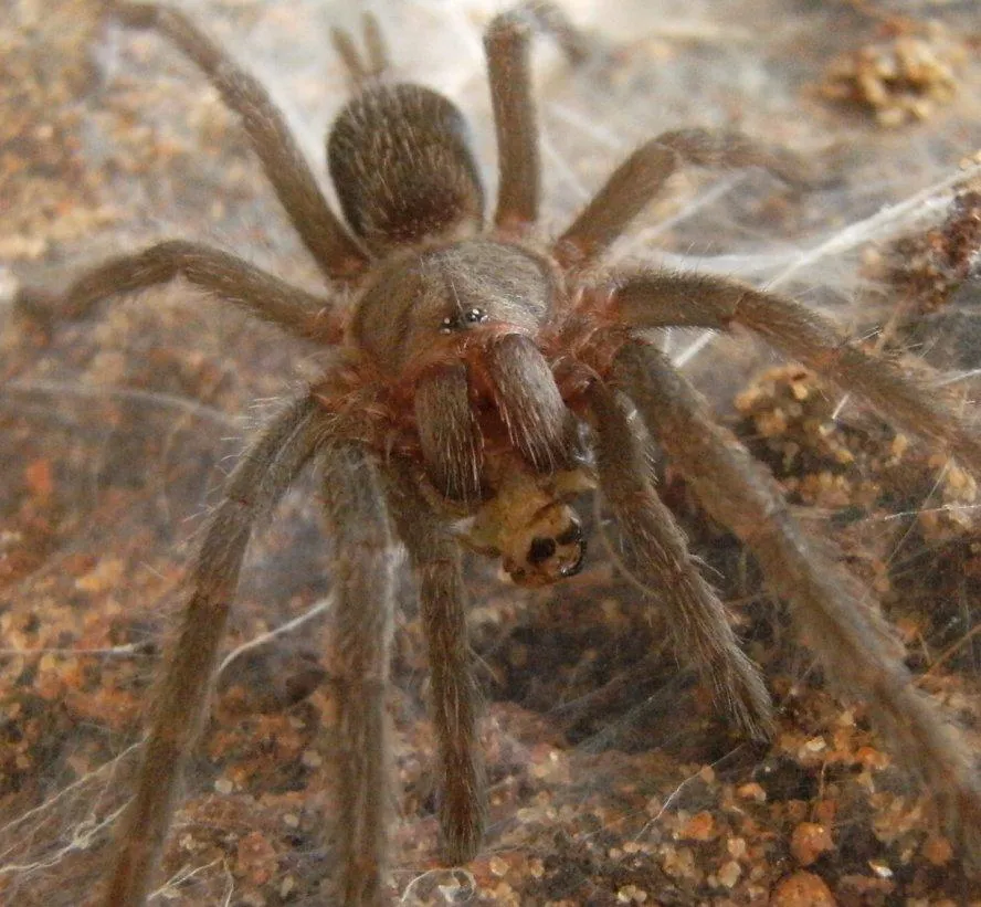 20050 tarantula eating cricket