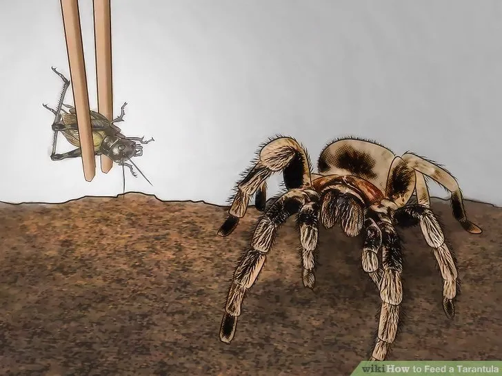 20050 tarantula habitat