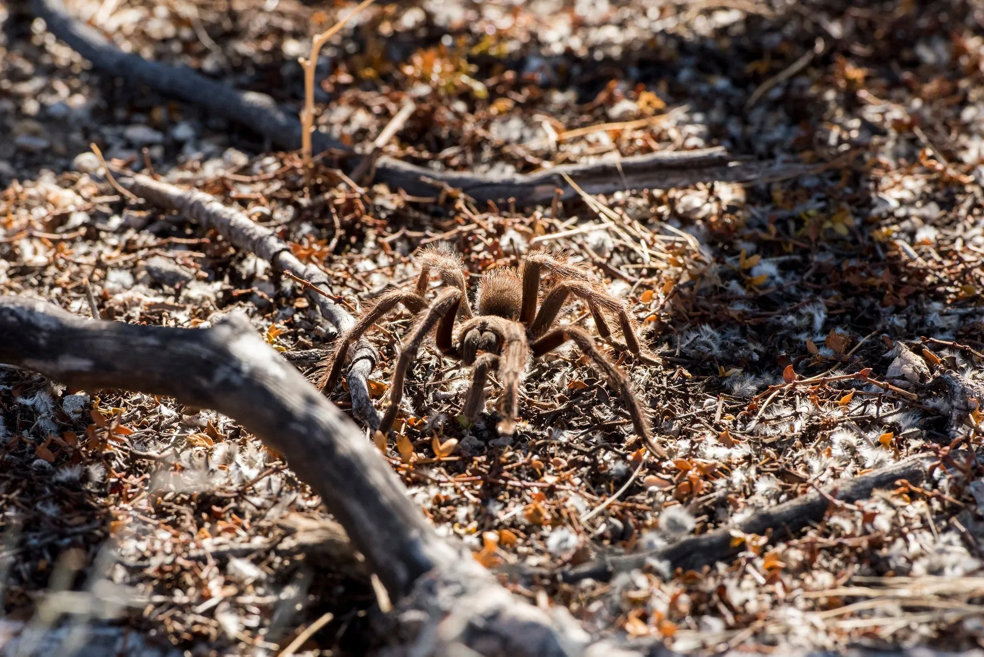 20052 tarantula conservation