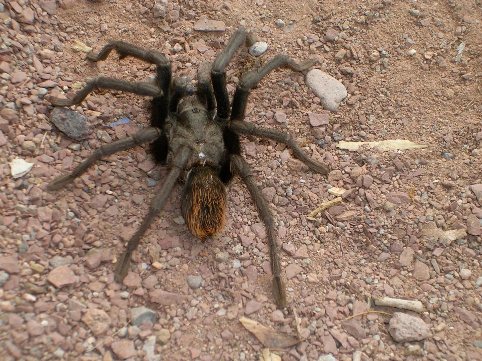 20052 tarantula crossing road