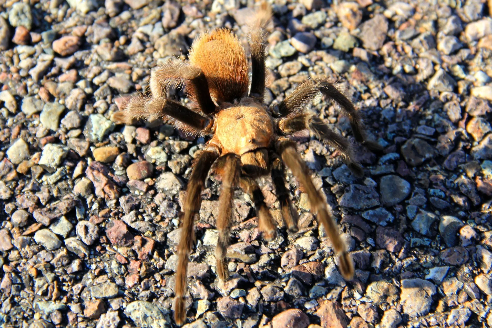 20052 tarantula mating season