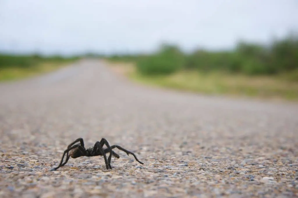 20052 tarantula migration road