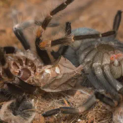 /img/20053-tarantula-dehydration.webp