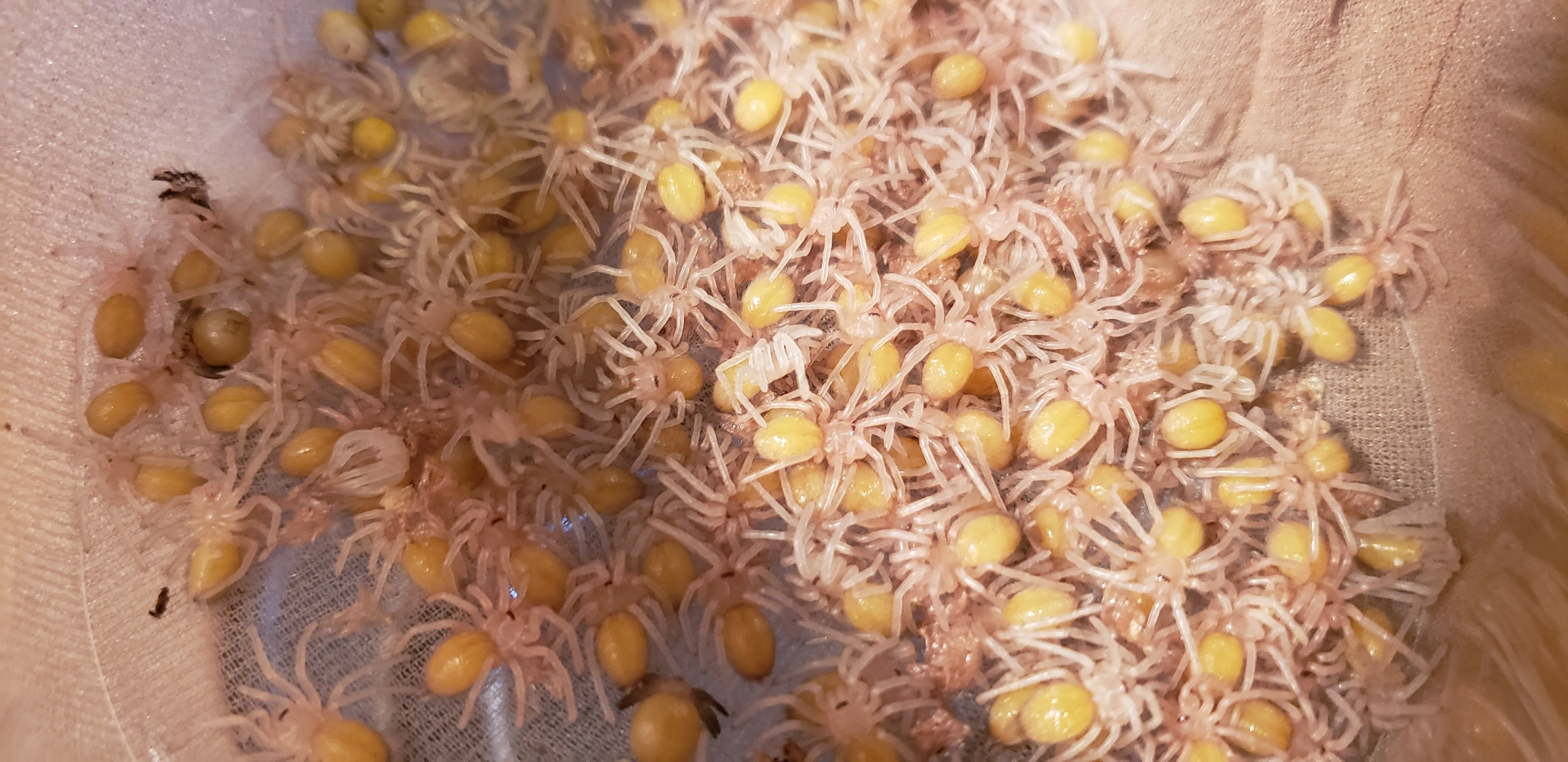 20053 tarantula feeding