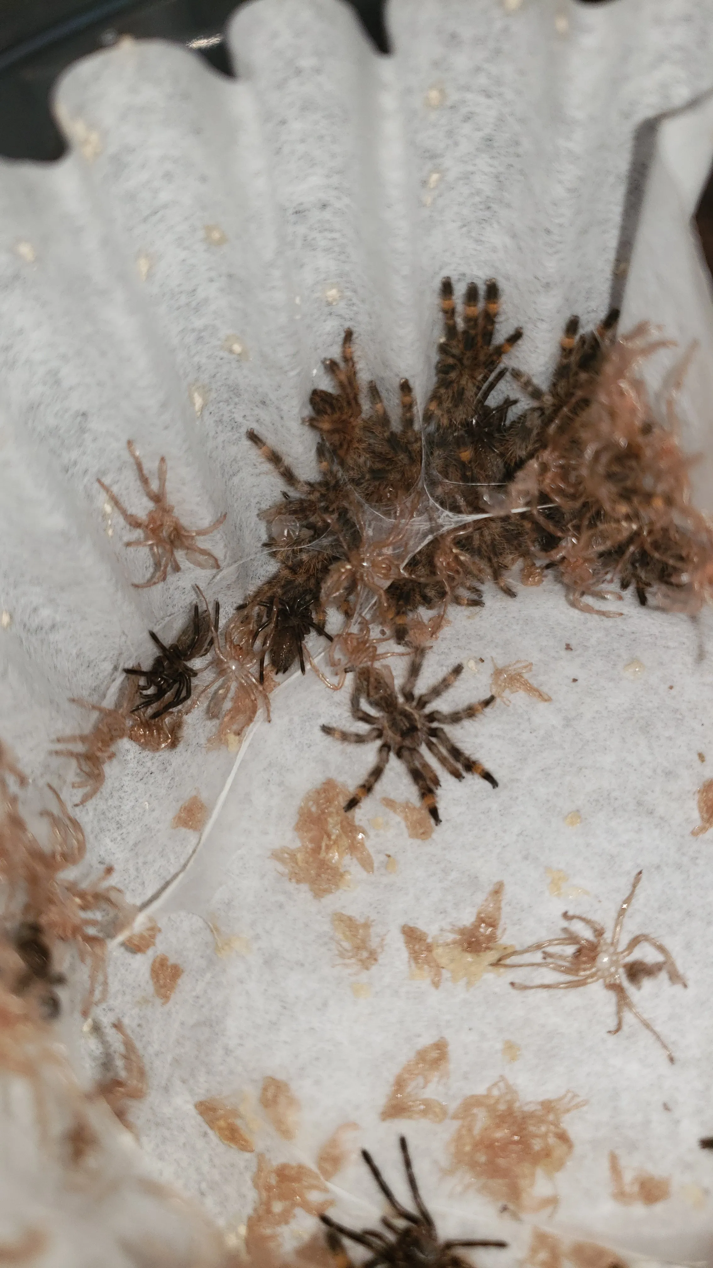 20053 tarantula post molt care
